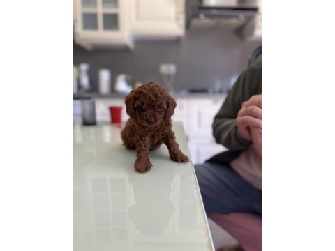 Cepte taşınabilir safkan toy poodle yavrumuz
