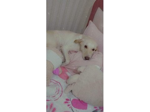 Köpeğimize acil yeni yuva aranıyor