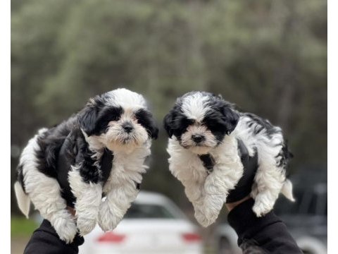 Shih tzu yavrular
