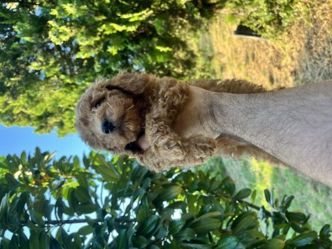 Poodle harikası kıvır kıvır bebekler