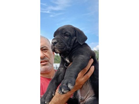 Cane corso safkan ırk garantili