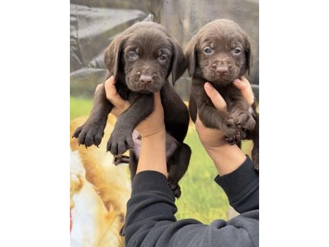 Labrador bebeklerimiz