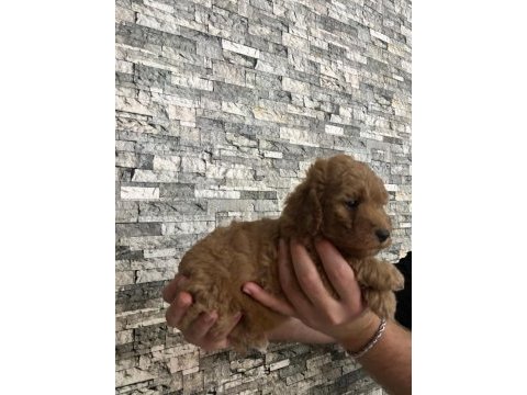 Toy poodle yavrularımız
