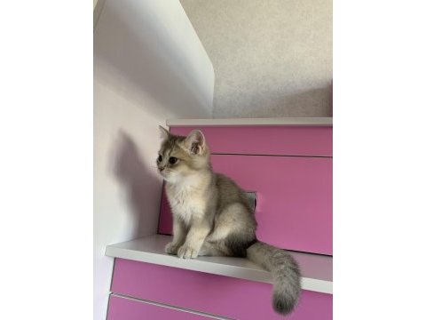 2-3 aylık british shorthair kedi