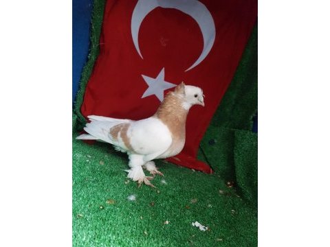 Güvercinler