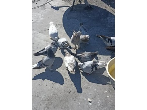 Acilen elinde 13 adet kuş var uygun fiyata verecem
