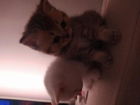 Tatlı ve sempatik british longhair
