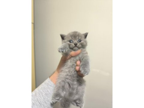 British shorthair yavrular
