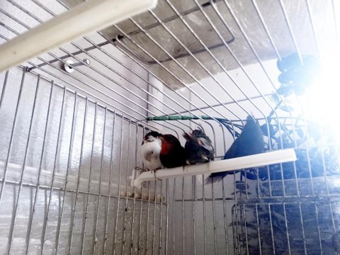 Lutino taşıyıcı parrotlar