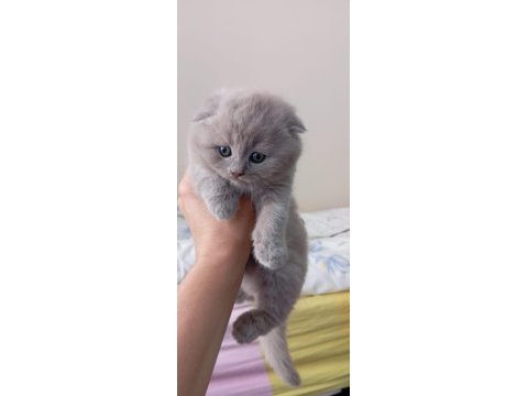 Scottish fold yavruları vonalp garantisiyle