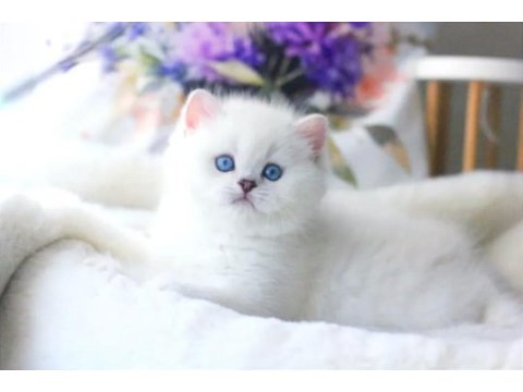 Beyaz teddy bear silver british shorthair ns1133