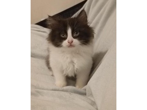 British longhair yavru kediler