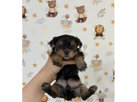 Kore surat yorkshire terrier bebeklerimiz