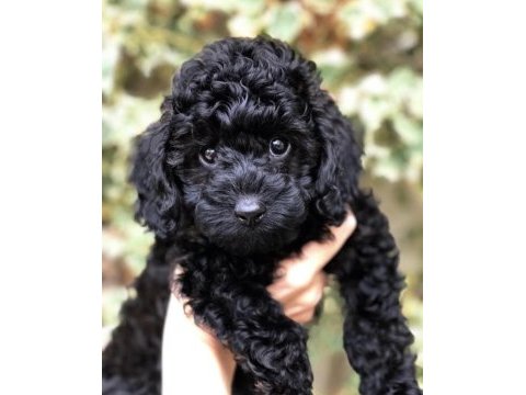 Renk renk poodle bebekler