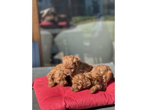 Teslime hazır kg garantili toy poodle yavrular