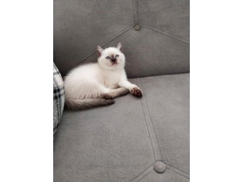 A kalite garantili british shorthair yavrularım