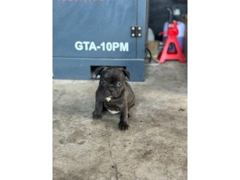 French bulldog bebeklerimiz yeni ailelerine gitmeye hazır