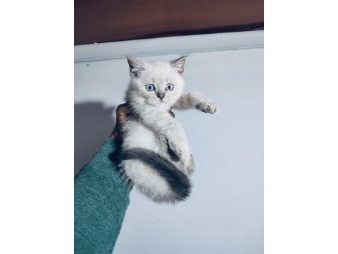Blue point british shorthair yavrularımız yuvasını arıyor
