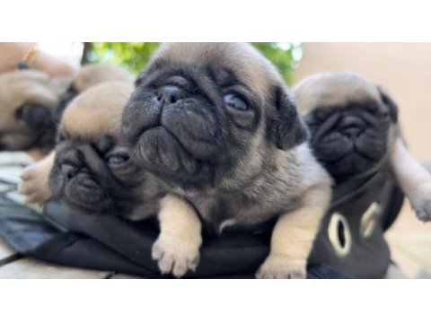 Pug yavrularımız sahiplendirilecektir