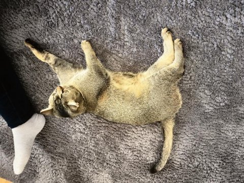10 aylık kısırlaştırılmış 2 kardeş kızımız scottish fold