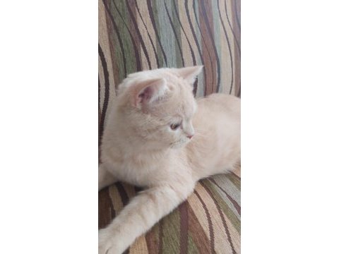 Scottish straight uysal kedi