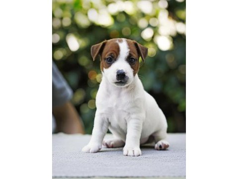 Dereceli anne ve babadan fcı kıf şecereli köpekler