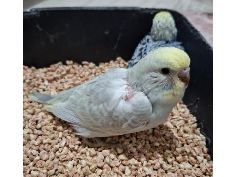 Yavru muhabbet kuşlarımız yeme düşmüştür