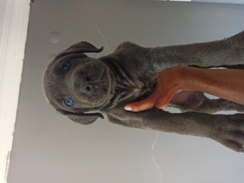 1 aylık cane corso yavrular