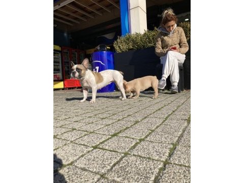 Bir insan kadar uysal french bulldog miyamız