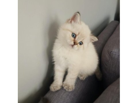 Çok güzeller scottish fold