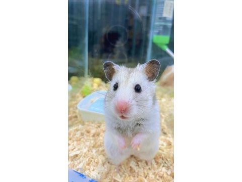 Isırma yapmayan yavru hamster en uygun bizde