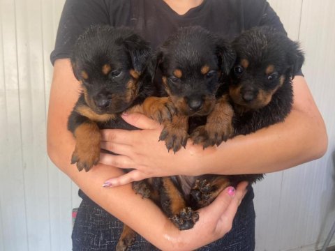 Rottweiler yavruları