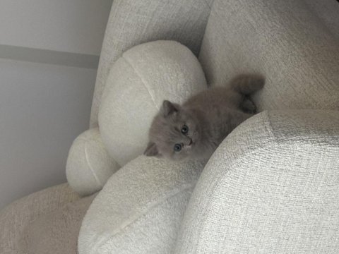 British shorthair yavru