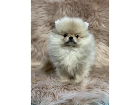 Ukrayna girişli orjinal pomeranian boo
