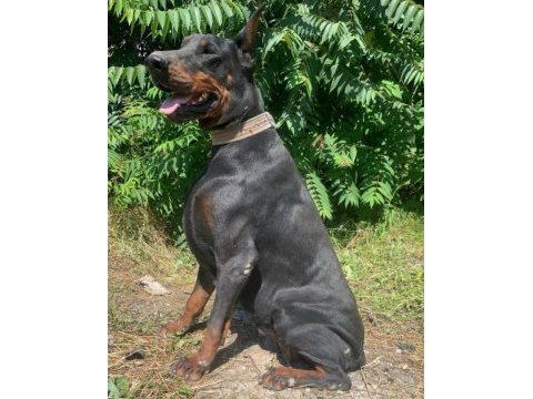 A kalite doberman bebekler