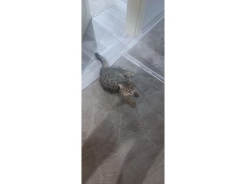 Kedimiz için çiftleşme ilanı