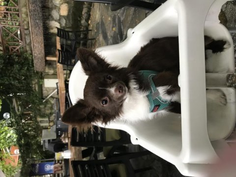 Chihuahua köpeğimize gelin adayı arıyoruz
