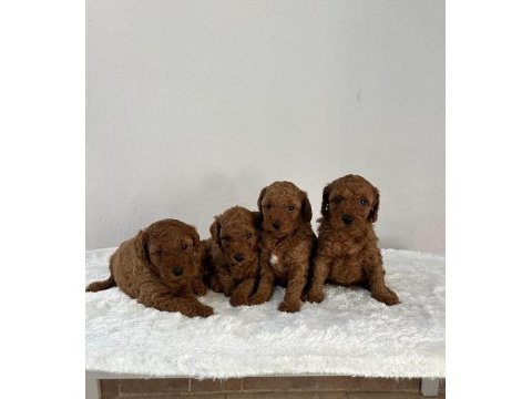 Ruhsatlı poodle evinden oyuncak boy poodle bebekler