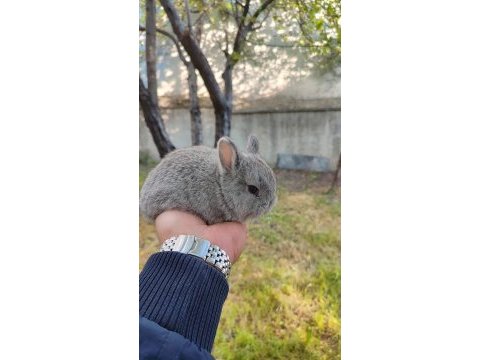 Cüce bebekler için arayınız