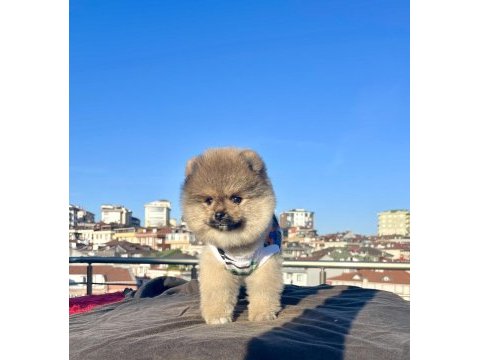 Ayı surat pomeranian boo yavrular