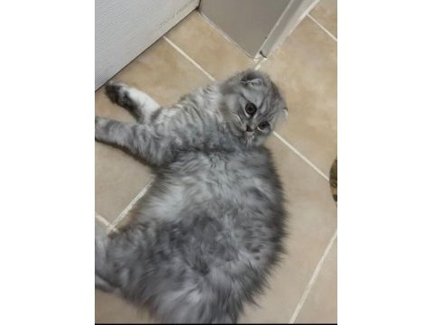 Erkek scottish fold silver tabby