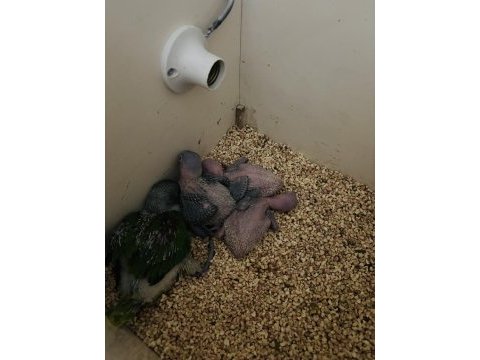 Son alexander papağanı bebekler alan kazanır