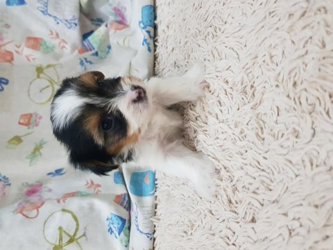 Şecereli erkek biewer yorkshire terrier