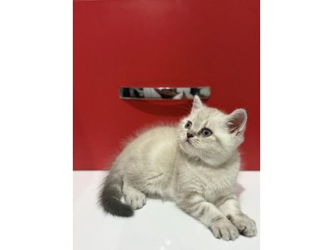 Lynx point british shorthair yavrular