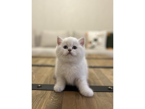 Brıtısh shorthair sılver yavrularım 