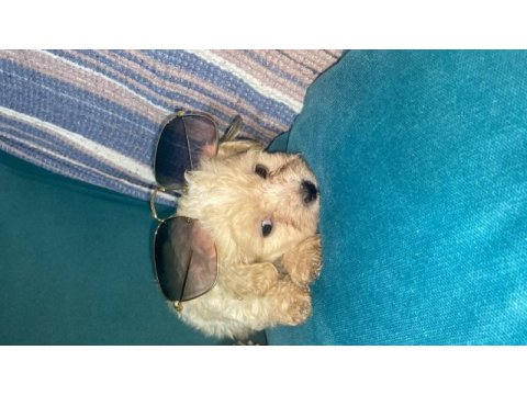1.5 aylık cüce maltipoo köpeklerimiz