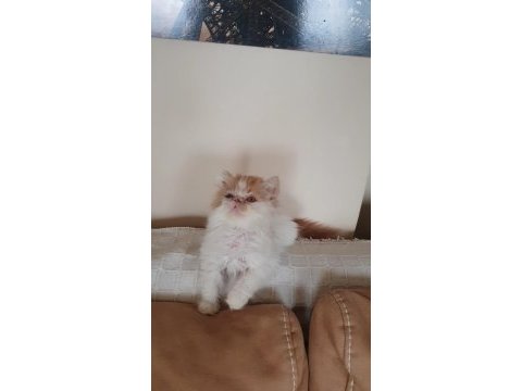 Safkan iran persian