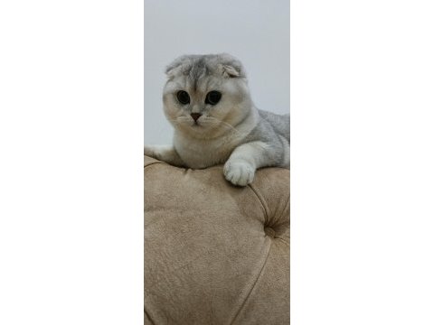 Scottish fold oğluma british eş arıyorum