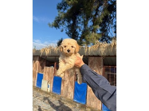 Muhteşem kalitede toy poodle yavrularımız