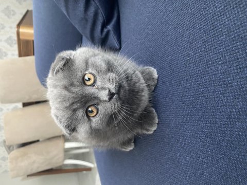 Scottish fold 2.5 aylık dişi